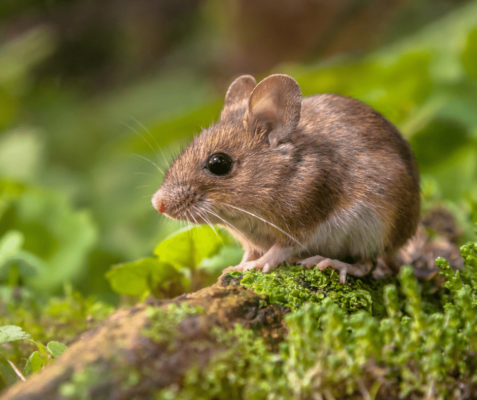 Herontdekt middel kan ziekte van Lyme uitroeien