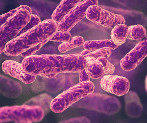 Bartonellabacteriën onder microscoop